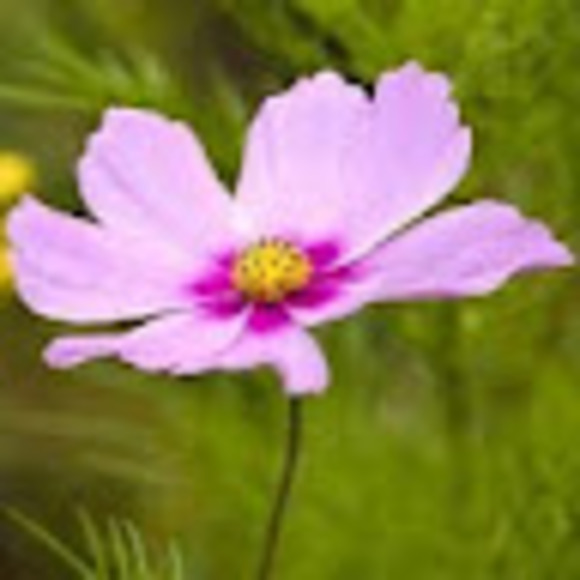 Meet your Posher, Amy - Picture 1 of 1